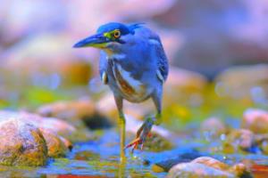 凌波微步！跳水高手潇洒入水，一剑封喉夺金！