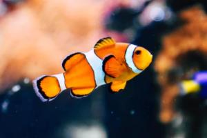 冰雪之冠上的闪耀之星：俄罗斯球员在国内赛场上的崛起与辉煌